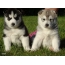 Puppies Husky