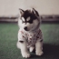 Cachorro Husky en camiseta