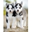 Cute husky puppies