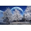 Mån, snötäckta träd