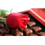 الوردة الحمراء ، الشوكولاتة