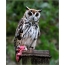 Beautiful owl