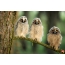 Belarusian owls