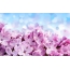 Lilac wallpaper