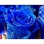 Modrá růže celou obrazovku