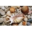 Seashells op Steng