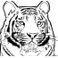 Malovaný tygr