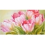Zojambula za tulips