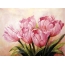 Pinki tulips
