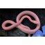 Ružový had