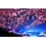 Sakura, naktinis miestas