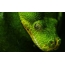 Зелена змија