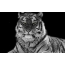 Foto hitam dan putih seekor harimau