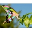Motýľ s farebnými krídlami