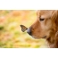 Anjing dengan kupu-kupu di hidung