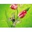 Motýle, tulipány