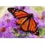 デスクトップ上の蝶の絵