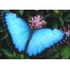 푸른 나비