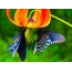 Ama-butterflies embali enkulu