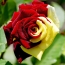 Gul og rød rose