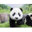 Skaista panda