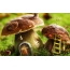 Casas de fungos