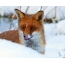 Fox in თოვლი