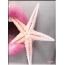 Starfish, pink lips