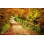森の中の秋の道