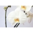 Fehér orchidea teljes képernyő