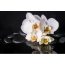 White orchid, kohatu pango
