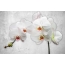 Orchidea fehér alapon
