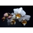 Fehér Orchidea Háttérkép