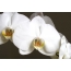 Fehér orchidea sárga közepén