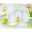 White orchid okhala ndi chikasu