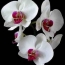Fehér orchidea egy fekete háttér