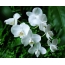 Screensaver pe flori albe de pe desktop