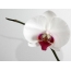Az Orchidea nem teljes képernyős