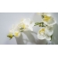 Bijela orhideja s žutim centrima