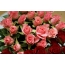Bouquet o Roses
