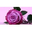 Lilac گلاب
