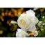 گل رز سفید