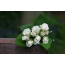 흰 장미 꽃다발