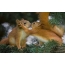 Squirrels սիրո