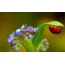 Ladybug ar bhláth
