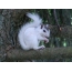 Biela veverička