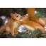 Squirrels in love