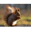 Wallpapers squirrel