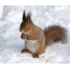 Esquilo na neve