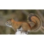 Obrázok na veveričke šetriča obrazovky